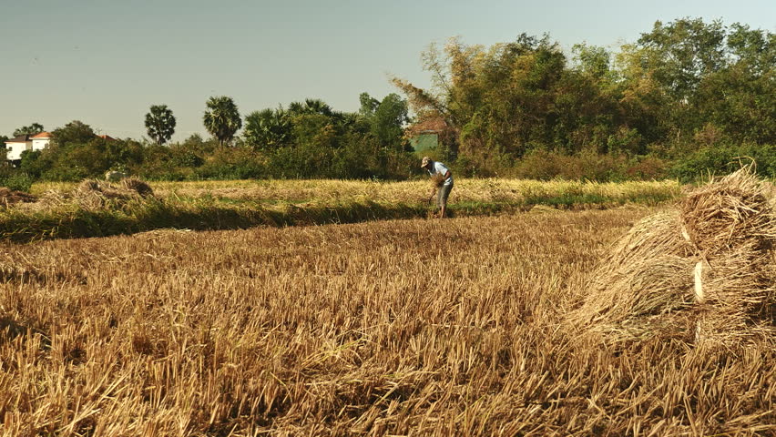 sickle for harvesting rice