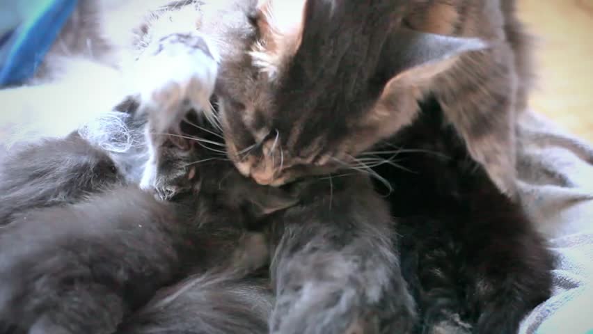 Sow And Piglets Cats And Kittens Sow And Piglets Cats And Kittens