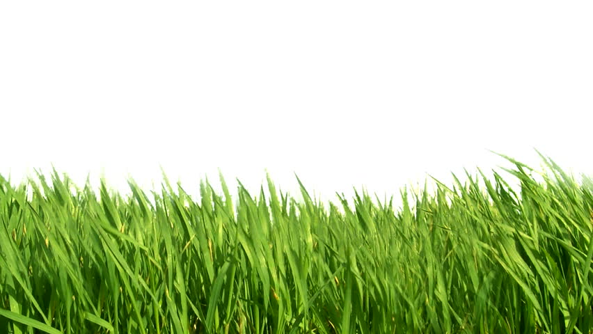Gorgeous Animated Green Grass Summer Isolated On White Background Stock