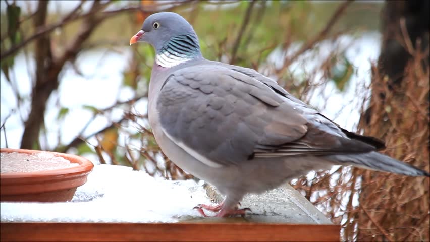 wo pigeon big dove feeding bird food winter stock wo pigeon big dove feeding bird food winter stock