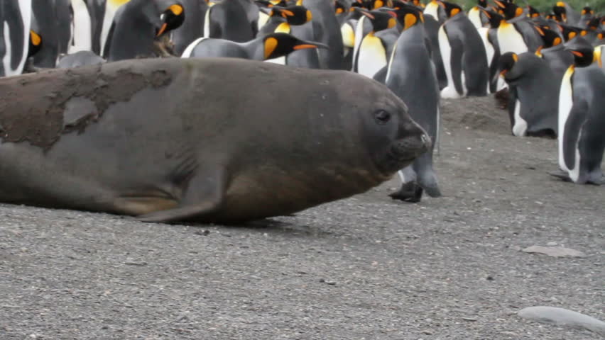 Elephant Seals Mating Penis Stock Footage Video 5725367 - Shutterstock