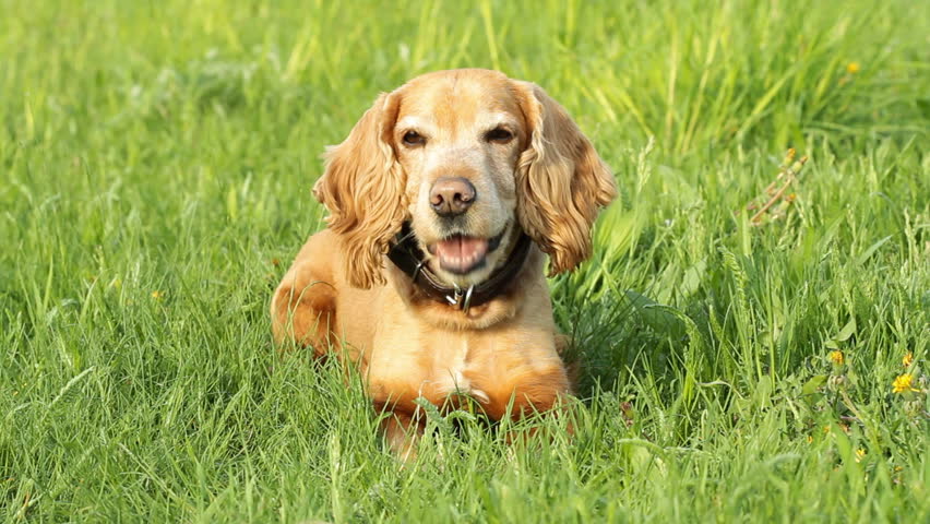 golden retriever pregnancy length beautiful golden labrador retriever with stick out pink tongue sitting and golden retriever pregnancy length beautiful golden labrador retriever with stick out pink tongue sitting and