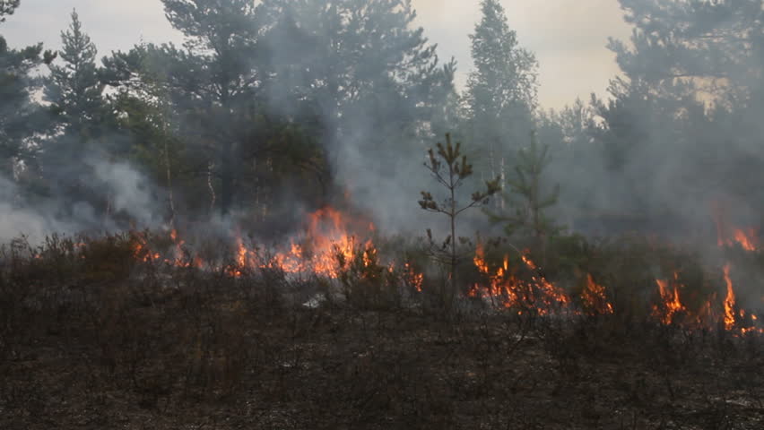 森林火灾视频素材-海洛创意正版图片,视频,音乐素材交易平台-Shutterstock中国独家合作伙伴-站酷旗下品牌