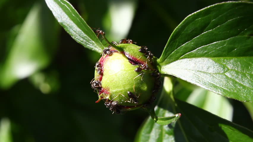 Insects On Peony Buds Stock Footage Video 13144610 Shutterstock