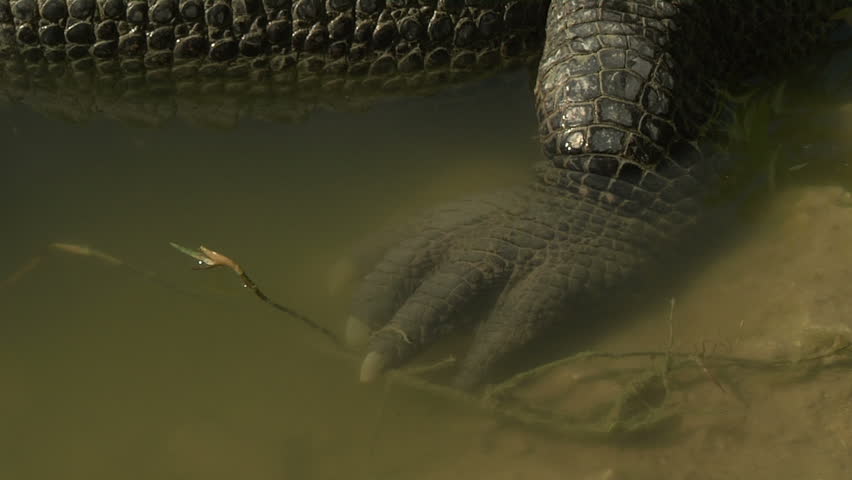 Alligator Claws Stock Footage Video 1376458 - Shutterstock