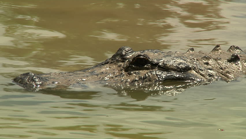 Alligator Claws Stock Footage Video 1376443 - Shutterstock