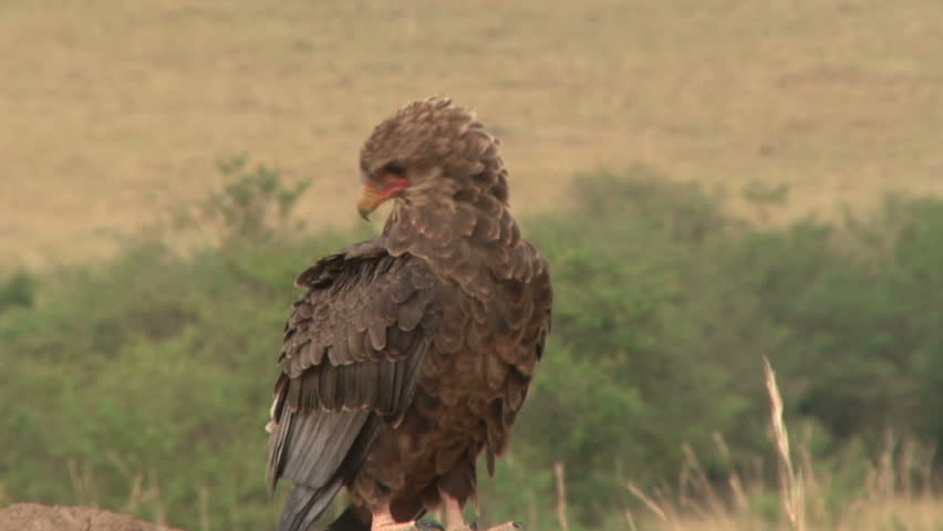 Header of bateleur