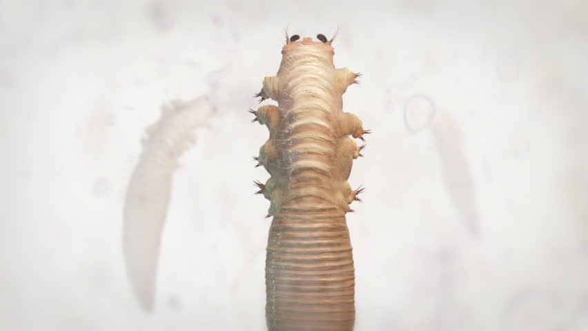 Demodectic Mange Mites
