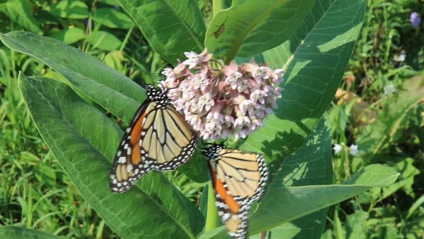 Header of Ailanthus
