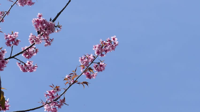 cherry tree range himalayan cherry tree or sour cherry prunus cerasoides its range extends in the cherry tree range himalayan cherry tree or sour cherry prunus cerasoides its range extends in the