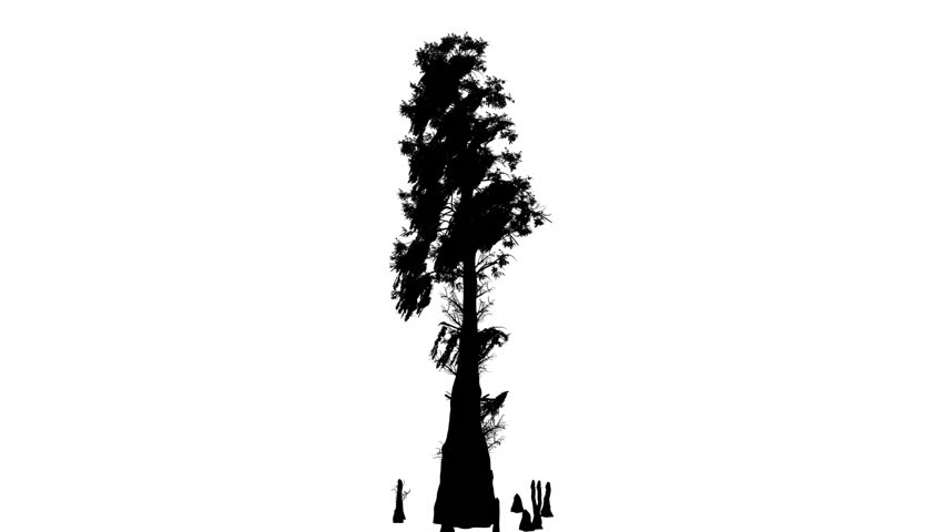 clip art cypress tree - photo #41