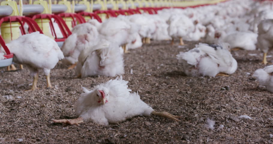 intensive-factory-farming-of-chickens-in-broiler-houses-south-africa