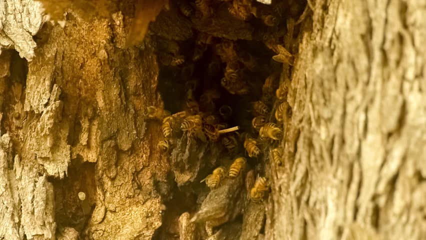 Bees Nest In Tree Trunk Nesting Habits Of Highly Social Stingless Bees Meliponini Were