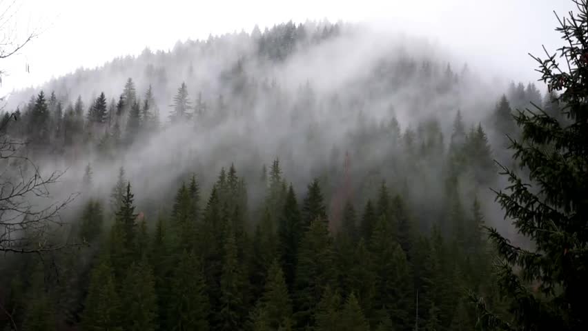 Misty Mountain Forest Fog Blowing Over Mountain With Pine Tree Forest 