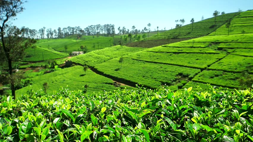 View Of Sri Lanka Tea Garden Mountains In Nuwara Eliya ...