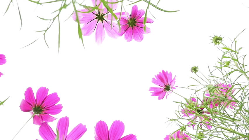 clipart of cosmos flower - photo #33