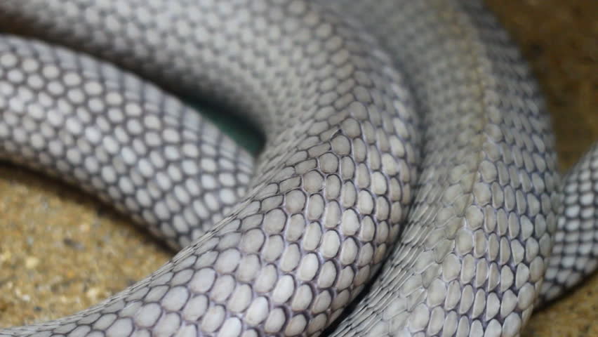 Dry Scales Cover Reptiles. Stock Footage Video 1416325 - Shutterstock