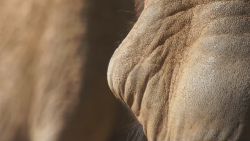 Header of African elephant