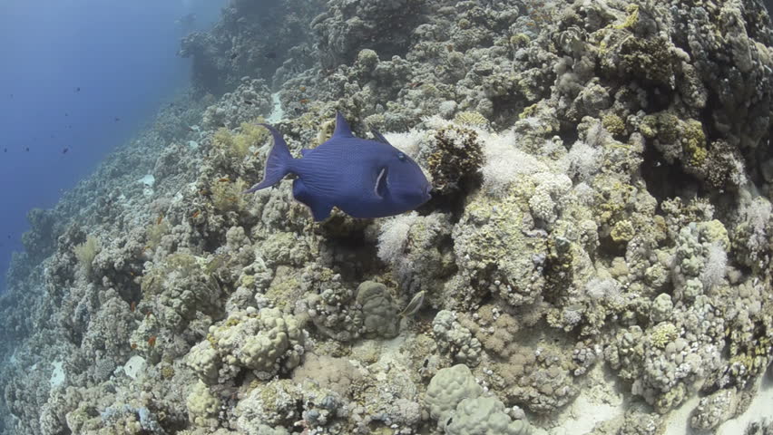 Header of Alloblennius pictus