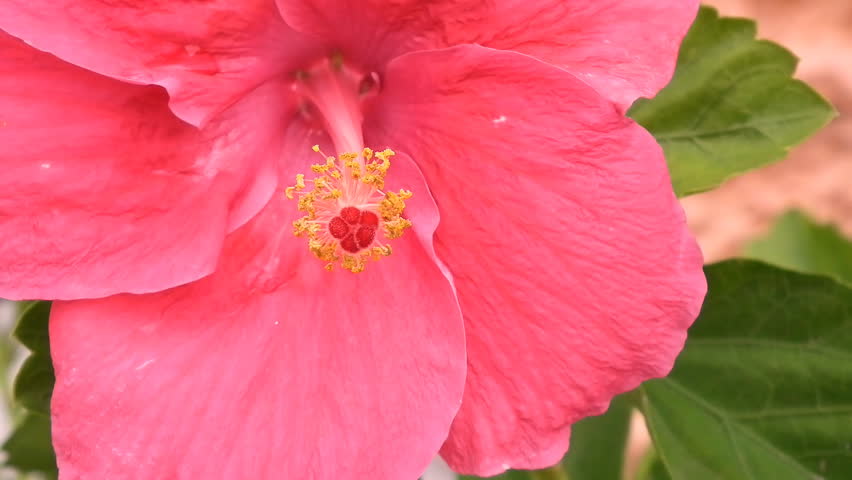 close-up-carpel-of-hibiscus-flowers-stock-footage-video-1632229