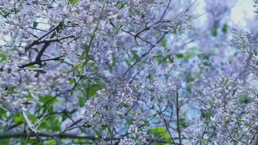 Early Morning Sun On Beech Trees In Woods Hampshire England Pale Purple Flowers Swaying In The Wind Central Park Of Taganrog Russia Lilac