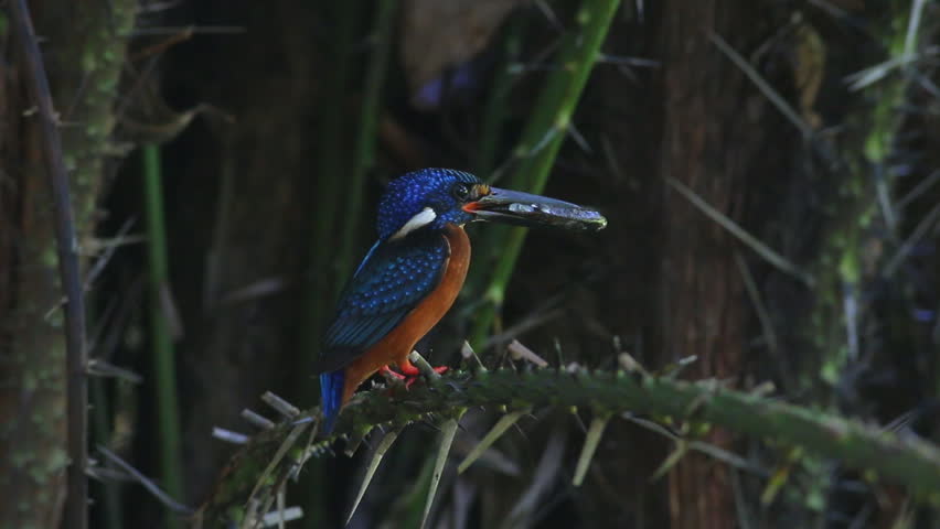 Header of Alcedo meninting
