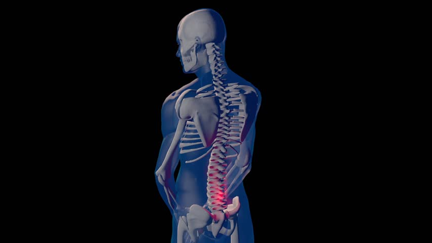 Skeletal System Anterior Front X-ray View Male Abdominal And Pelvic