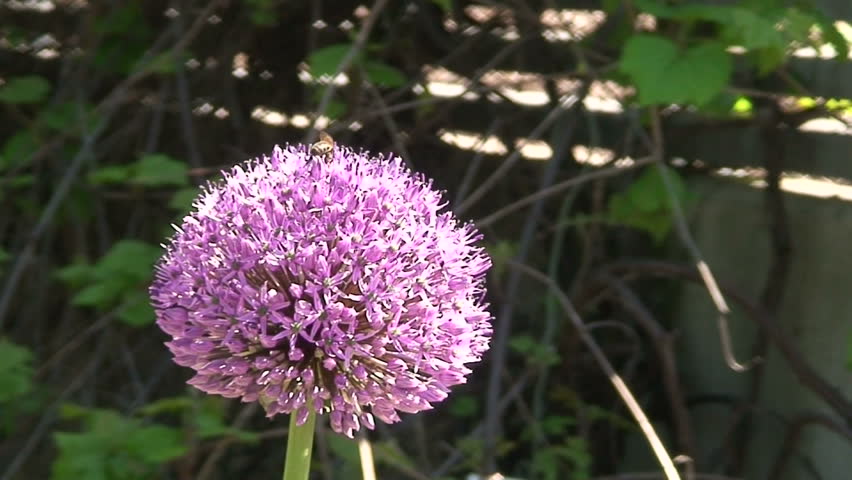 Header of Alliaceae
