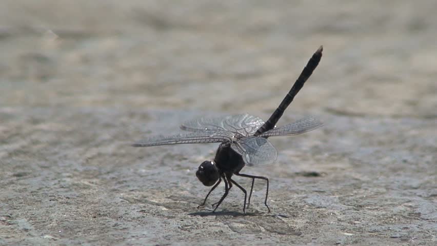 Dragonflies Are Some Of The Fastest Insects In The World Stock Footage