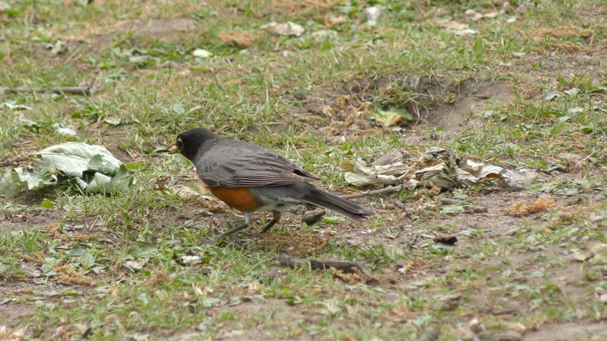 Header of American robin