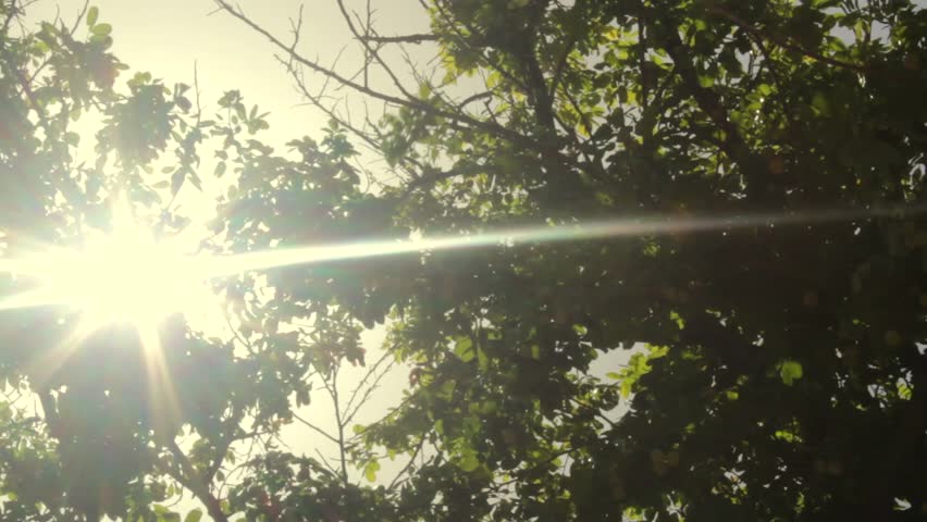 Header of Ackee