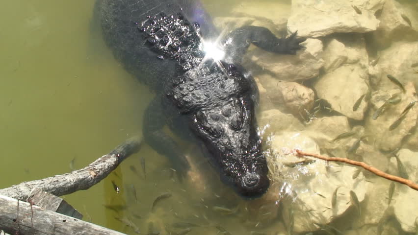 Alligator Being Teased With Meat On Stick Stock Footage Video 1796552 