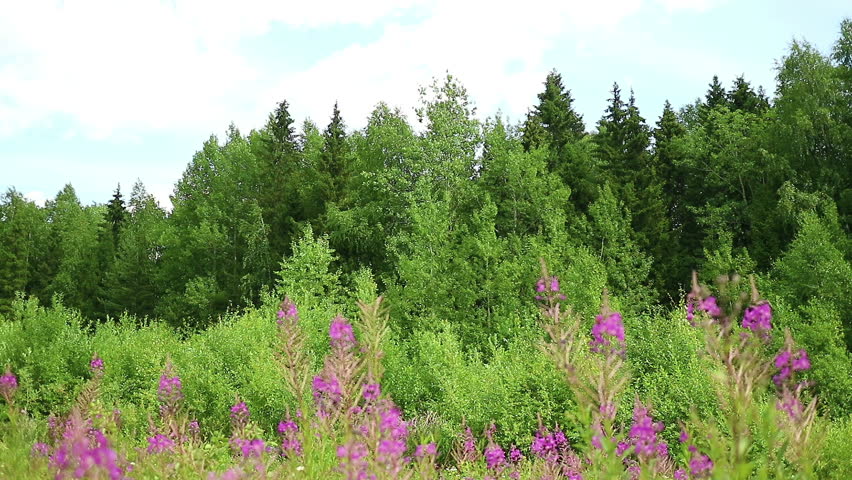 Header of Chamerion