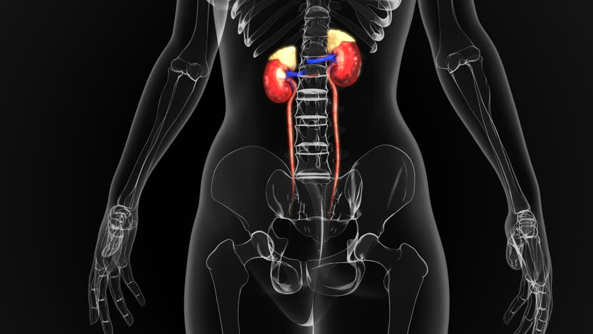 Female Urethra Stock Footage Video - Shutterstock