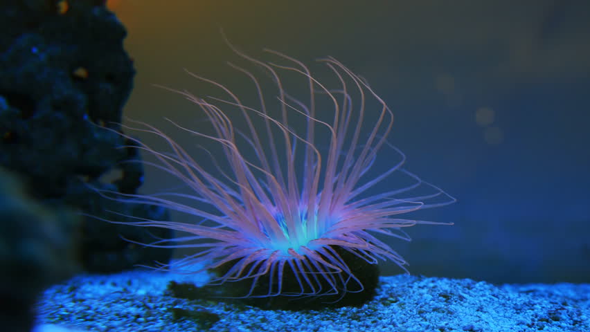 Header of actinia