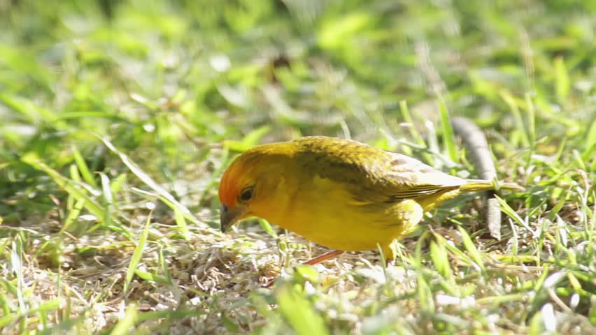 close-up-of-a-beautiful-yellow-bird-eating-on-the-grass-stock-footage