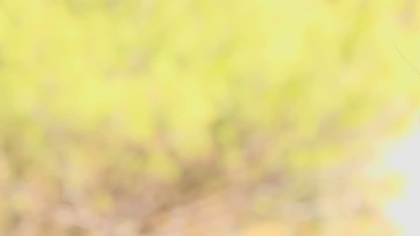 Header of archimantis