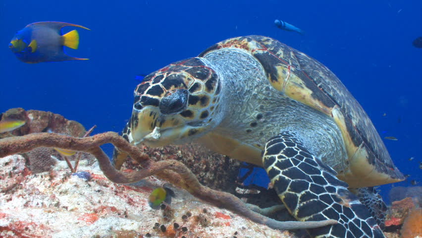 hawksbill-sea-turtle-florida-s-species