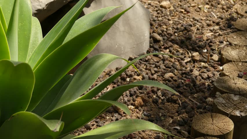 Header of Agave Attenuata
