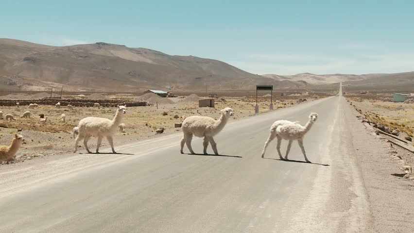 how do you pronounce llama the animal in spanish