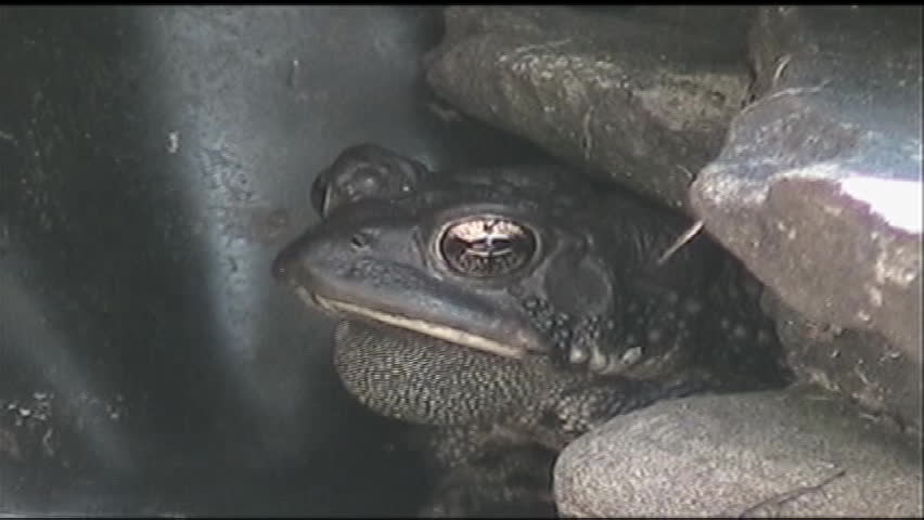 Header of American Toad