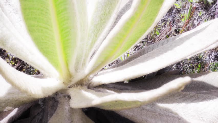 Header of Espeletia