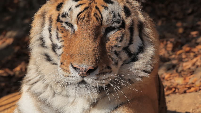 Closeup Orange Siberian Tiger Relaxing In Wild Stock Footage Video