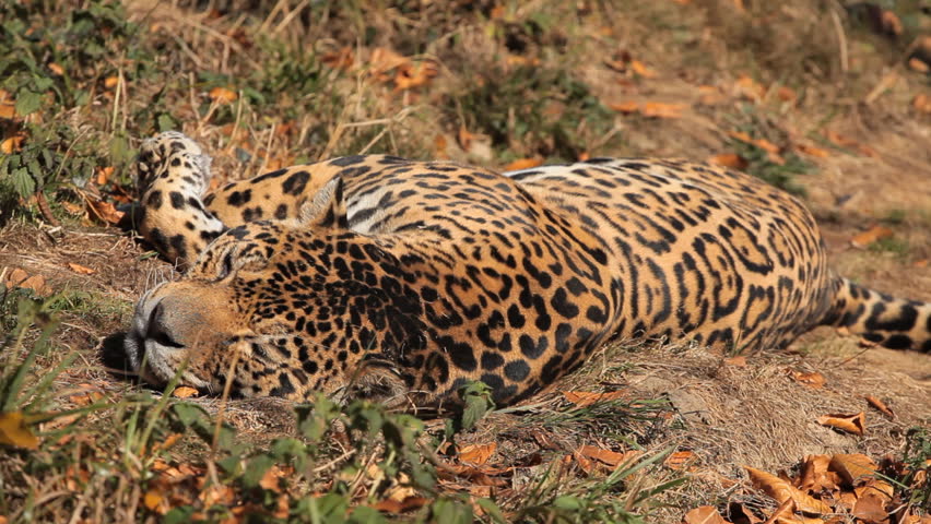 Panthera Genus Stock Footage Video - Shutterstock