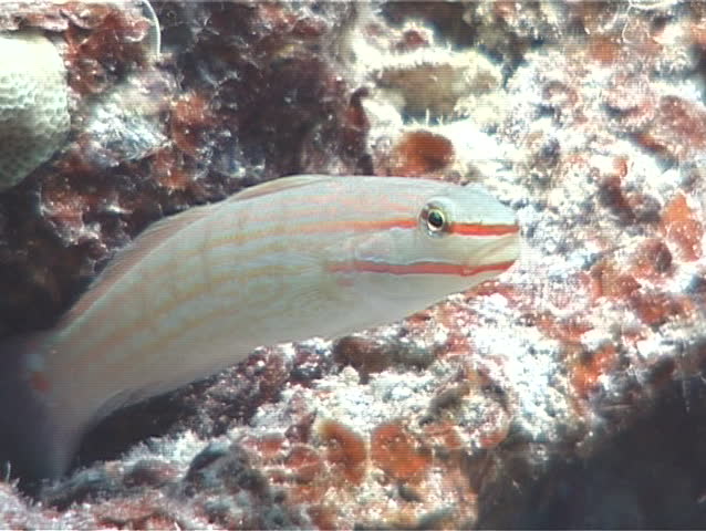 Header of Amblygobius decussatus