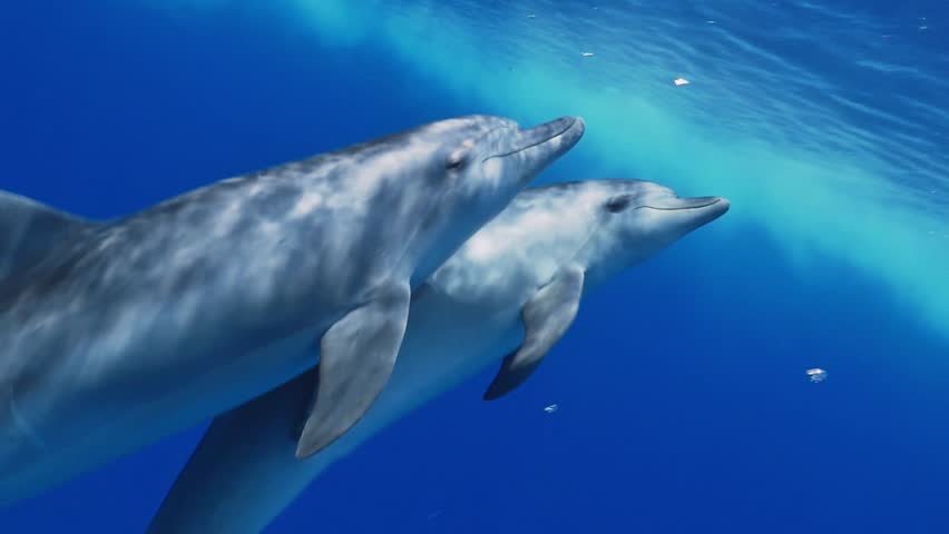 宽吻海豚视频素材-站酷海洛创意正版图片,视频