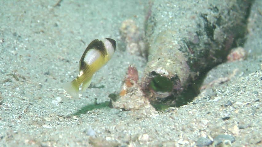Header of Amblypomacentrus breviceps