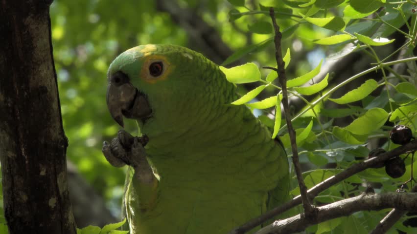 Header of Amazona ochrocephala