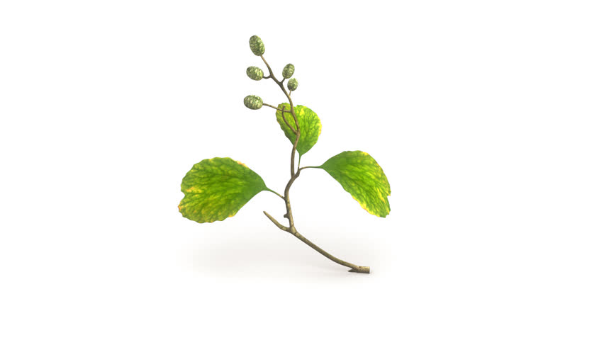 Header of Alnus