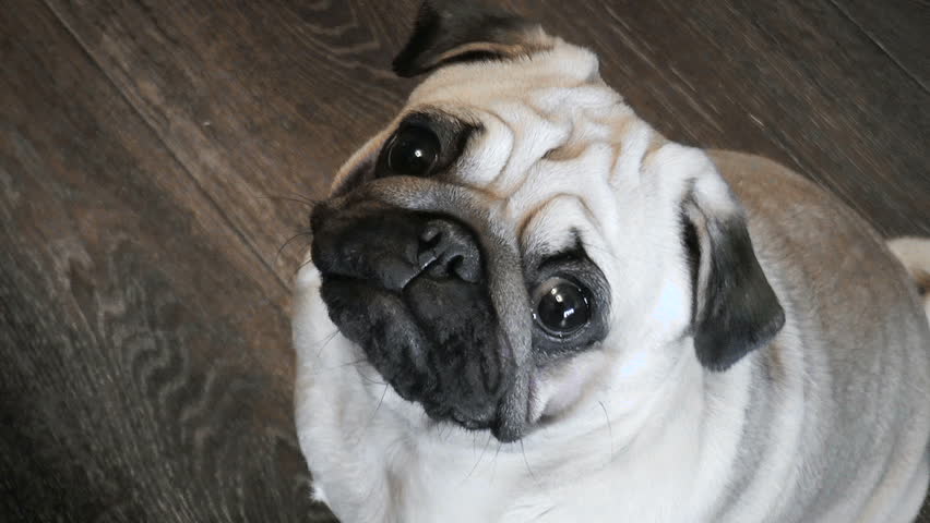 pug names and meanings pug definition meaning pug names and meanings pug definition meaning